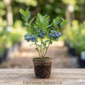 Sharpblue Blueberry Starter Plant | Vaccinium corymbosum Live Berry Bush