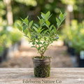 Emerald Blueberry Starter Plant | Vaccinium corymbosum Live Berry Bush