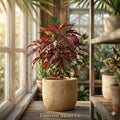 Mahogany Splendor Red Leaf Hibiscus Rooted Starter Plant | Hardy Ornamental Hibiscus