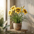 5 Black Eyed Stella Daylily Bare Root Plants - Reblooming Perennial Flower