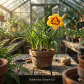 5 Red Eyed Stella Daylily Plants - Bare Root Perennial Hemerocallis Blooms