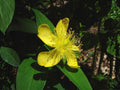 500 Great St John's Wort Seeds Hypericum pyramidatum Pollinator Wildflower
