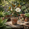 3 Southern Magnolia Trees 12-24" Bare Root Fragrant Evergreen Flowering Plants