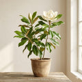 Southern Magnolia Tree – Fragrant Evergreen Live Plant, 12-24" Bare Root