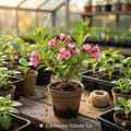 3 Pink Weigela Shrubs | Weigela florida Bare Root Starter Plants for Cottage Garden