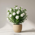 3 White Althea Rose of Sharon Hibiscus Bare Root Plants - Hardy Shrub with White Blooms