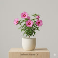 1 Pink Althea Rose of Sharon Hibiscus Plant | 12-24" Bare Root Live Shrub