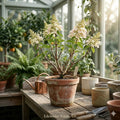 PeeGee Hydrangea Live Shrub | Panicle Flower Plant Bare Root Starter 6-12"