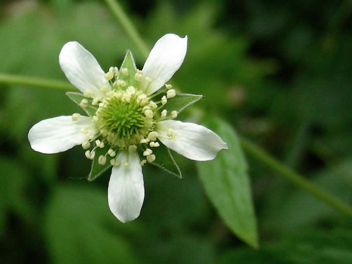 100 White Avens Seeds Geum canadense Wildflower Pollinator Cottage Garden