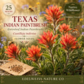 25 Texas Indian Paintbrush Seeds - Castilleja indivisa Native Wildflower for Pollinator & Hummingbird Gardens