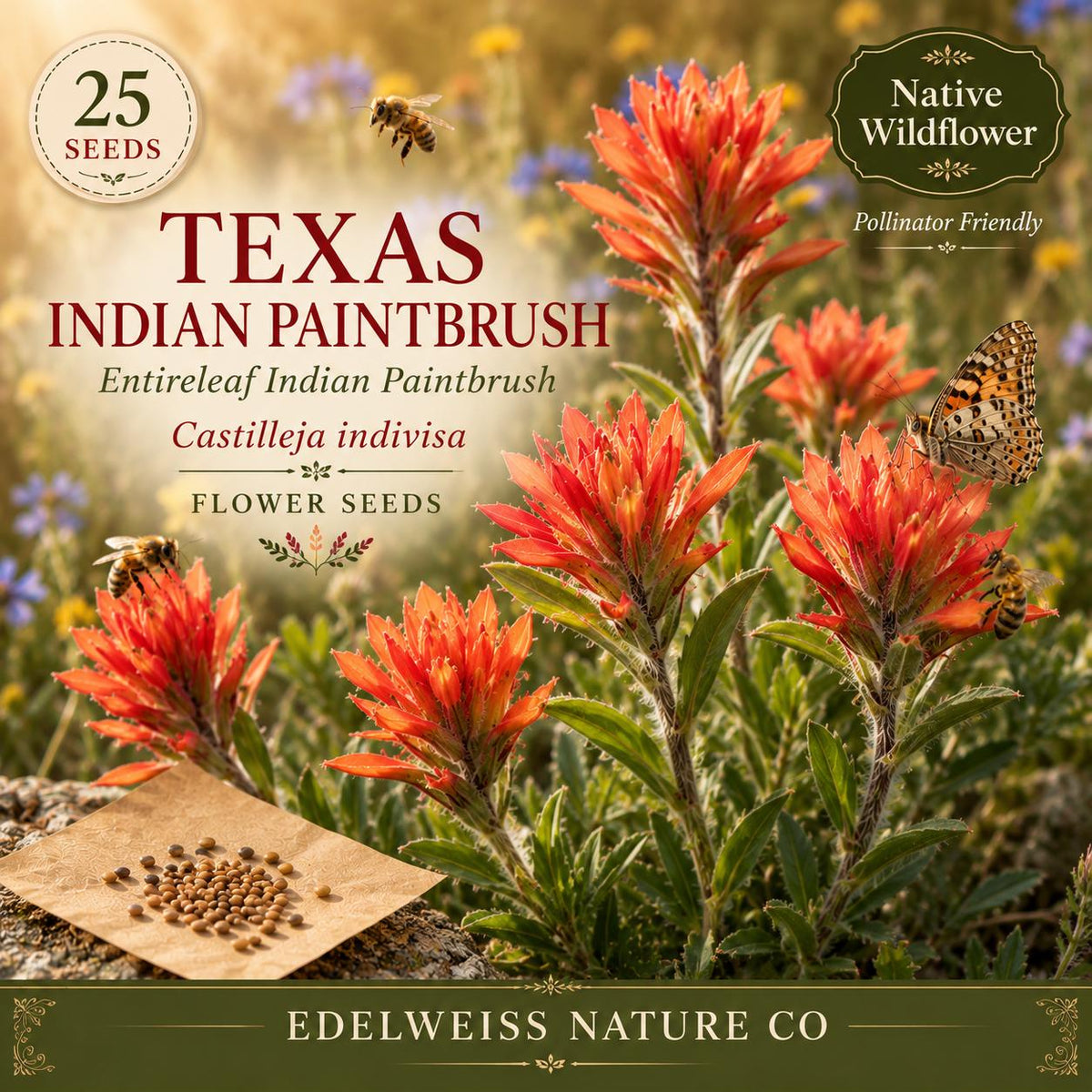 25 Texas Indian Paintbrush Seeds - Castilleja indivisa Native Wildflower for Pollinator & Hummingbird Gardens