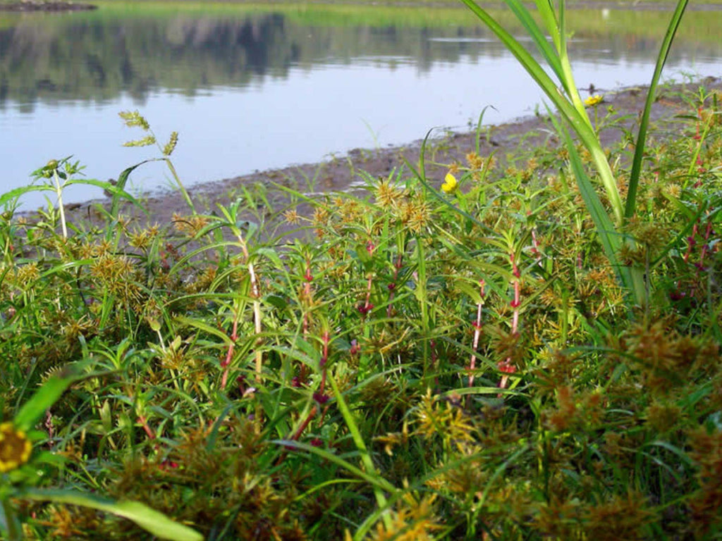 1000 Seeds Scarlet Toothcup Ammannia coccinea Wetland Wildflower Rain Garden