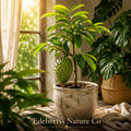 3 Soursop Tree Live Starter Plants | Annona Muricata Tropical Fruit Tree
