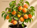 1 Tibetan Apricot Live Plant – Self-Pollinating Fruit Tree, Zones 5-8