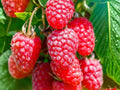 Jaclyn Red Raspberry Live Plant – 1 Rooted Starter, Everbearing Rubus idaeus