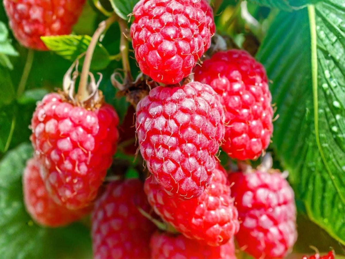Jaclyn Red Raspberry Live Plant – 1 Rooted Starter, Everbearing Rubus idaeus