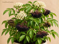 American Elderberry Live Plant – 1 Dormant Rooted Starter, Sambucus canadensis