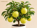 1 Mutsu Crispin Apple Tree 18-24 Inch Bare Root Grafted Malus domestica