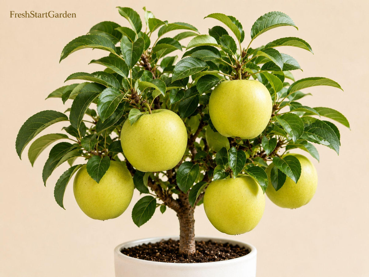 1 Mutsu Crispin Apple Tree 18-24 Inch Bare Root Grafted Malus domestica