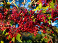 2 Red Chokeberry Shrubs – Aronia arbutifolia Native Plants in 4 Inch Pots, 10–18 Inches