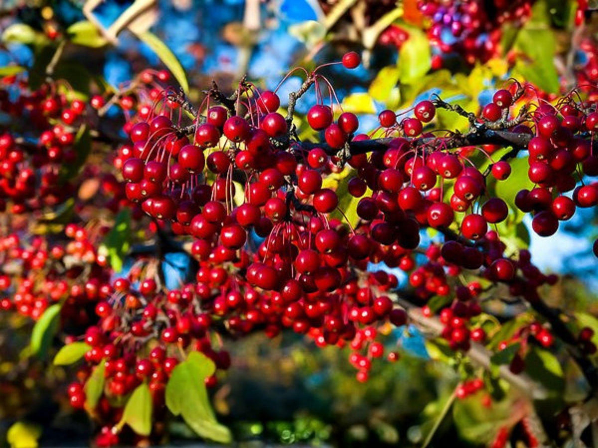 2 Red Chokeberry Shrubs – Aronia arbutifolia Native Plants in 4 Inch Pots, 10–18 Inches