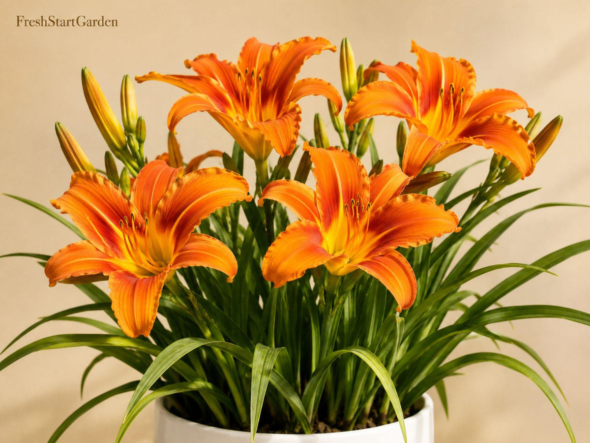 5 Orange Daylily Bare Roots - Hemerocallis Hardy Perennial Pollinator Flower