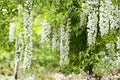 White Wisteria 5 Cuttings - Wisteria floribunda