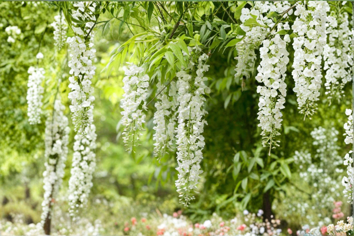 White Wisteria 5 Cuttings - Wisteria floribunda