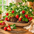 20 Ogallala Everbearing Strawberry Bare Roots | Fragaria × ananassa Live Plants