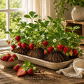 20 Honeoye Strawberry Bare Roots – Springbearing Fragaria × ananassa Plants for Edible Berry Gardens