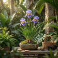 3 Dwarf Crested Iris Bare Root Plants | Iris Cristata Native Wildflower Ground Cover