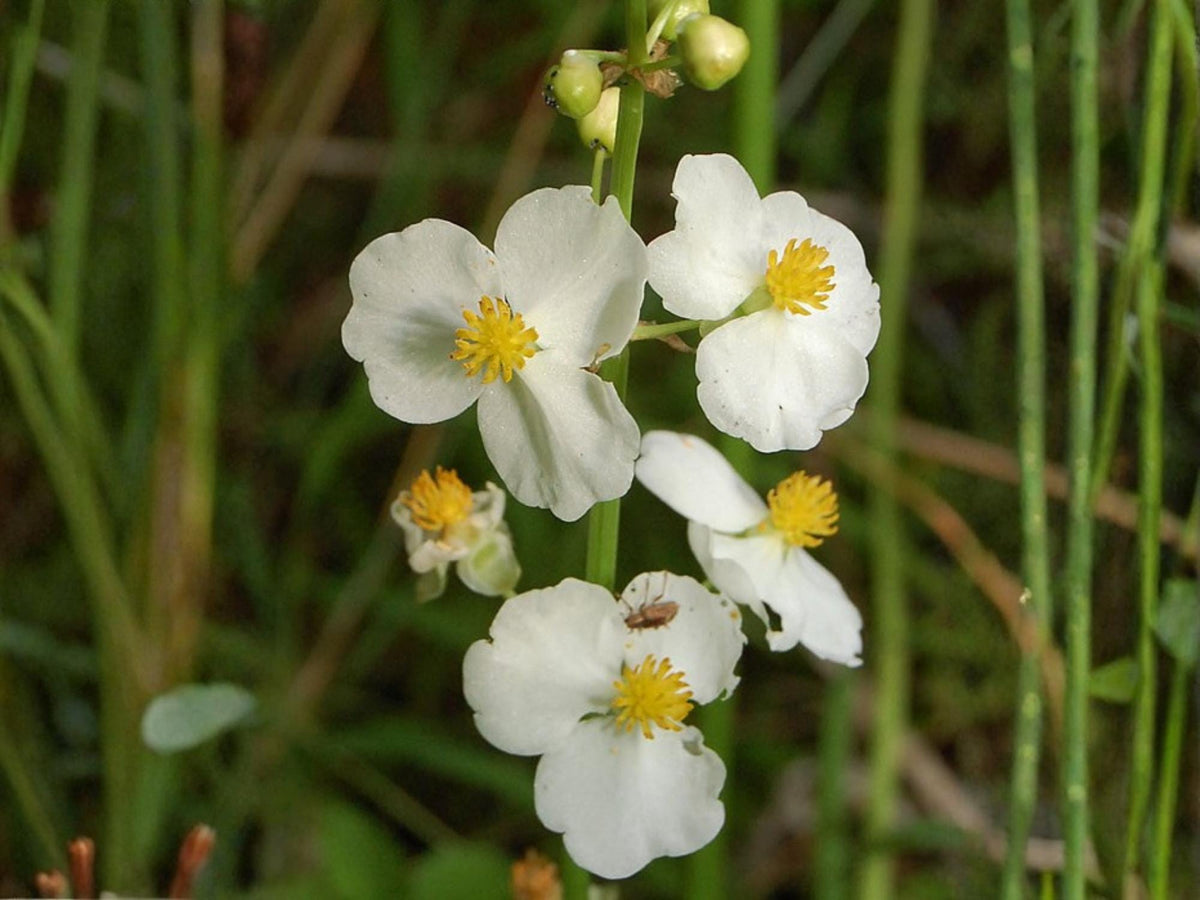 100 Seeds Common Arrowhead Sagittaria latifolia Wetland Wildflower Rain Garden Pond Margin