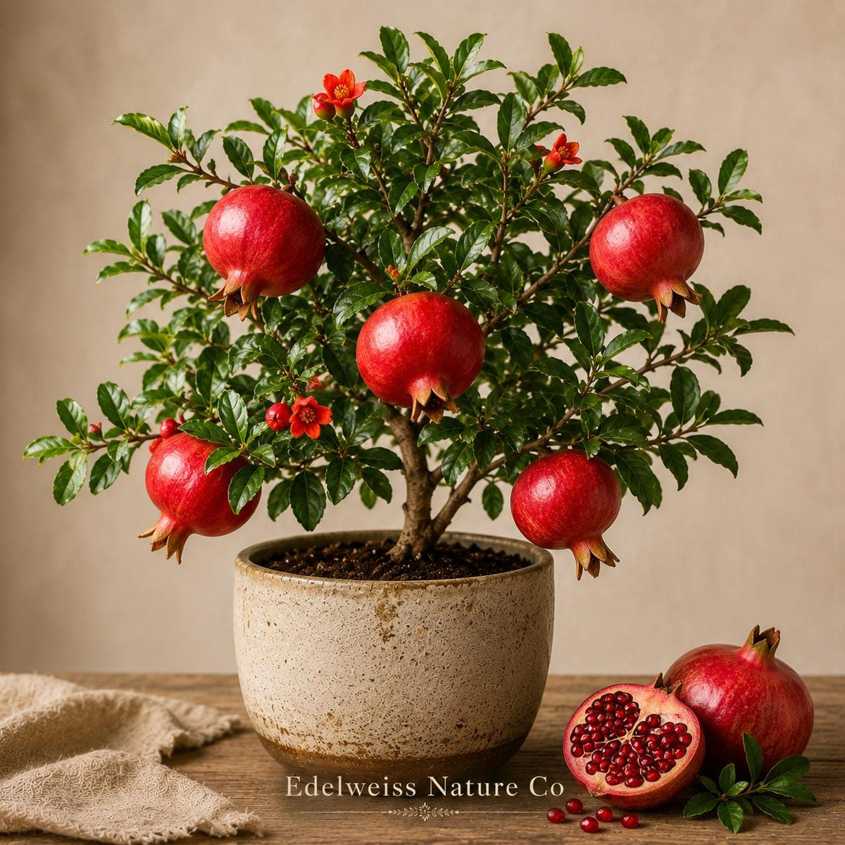 Parfianka Pomegranate Starter Plant | Punica granatum Live Fruit Tree