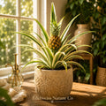 Variegated Pineapple Starter Plant – Ananas comosus Live Tropical Fruit Plant