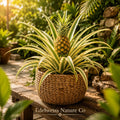 5 Variegated Pineapple Starter Plants - Ananas comosus Live Tropical Fruit Plants