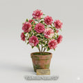 1 Otome Camellia Japonica Starter Plant | Rare Evergreen Ornamental Shrub