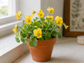 5 Yellow Violet Bare Root Plants - Viola rotundifolia Native Woodland Wildflower