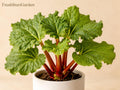 1 Victoria Rhubarb Bare Root - Heirloom Perennial Rheum rhabarbarum