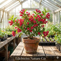 3 Red Weigela Shrubs | Weigela florida Flowering Plant (Bare Root)