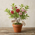 1 Variegated Weigela Shrub | Weigela florida Bare Root Plant for Easy-Grow Ornamental Flower Borders