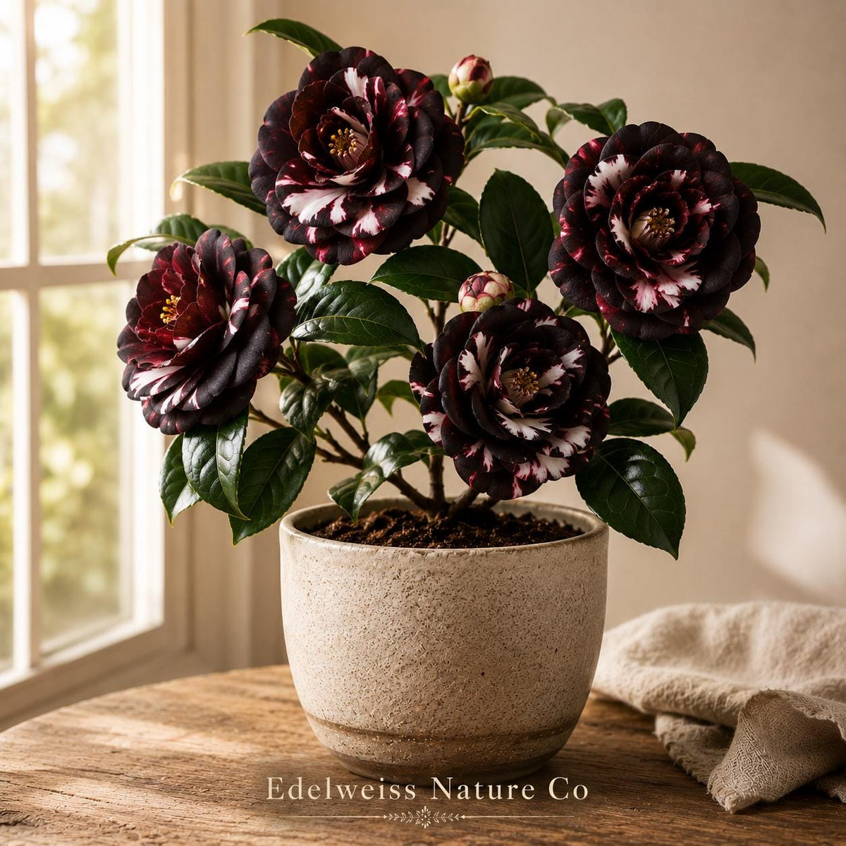 1 Black Tie Camellia Japonica Live Starter Plant | Rare Evergreen Flowering Shrub