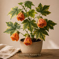 Tiger Eye Abutilon Rooted Starter Plant | Flowering Maple Ornamental Shrub