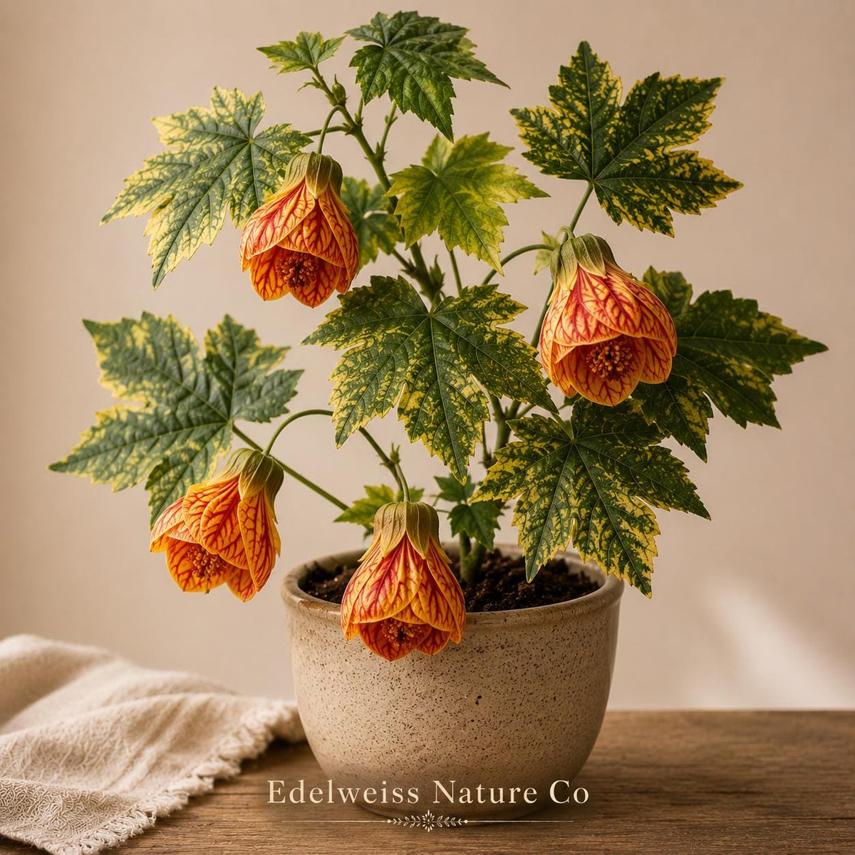 Tiger Eye Abutilon Rooted Starter Plant | Flowering Maple Ornamental Shrub