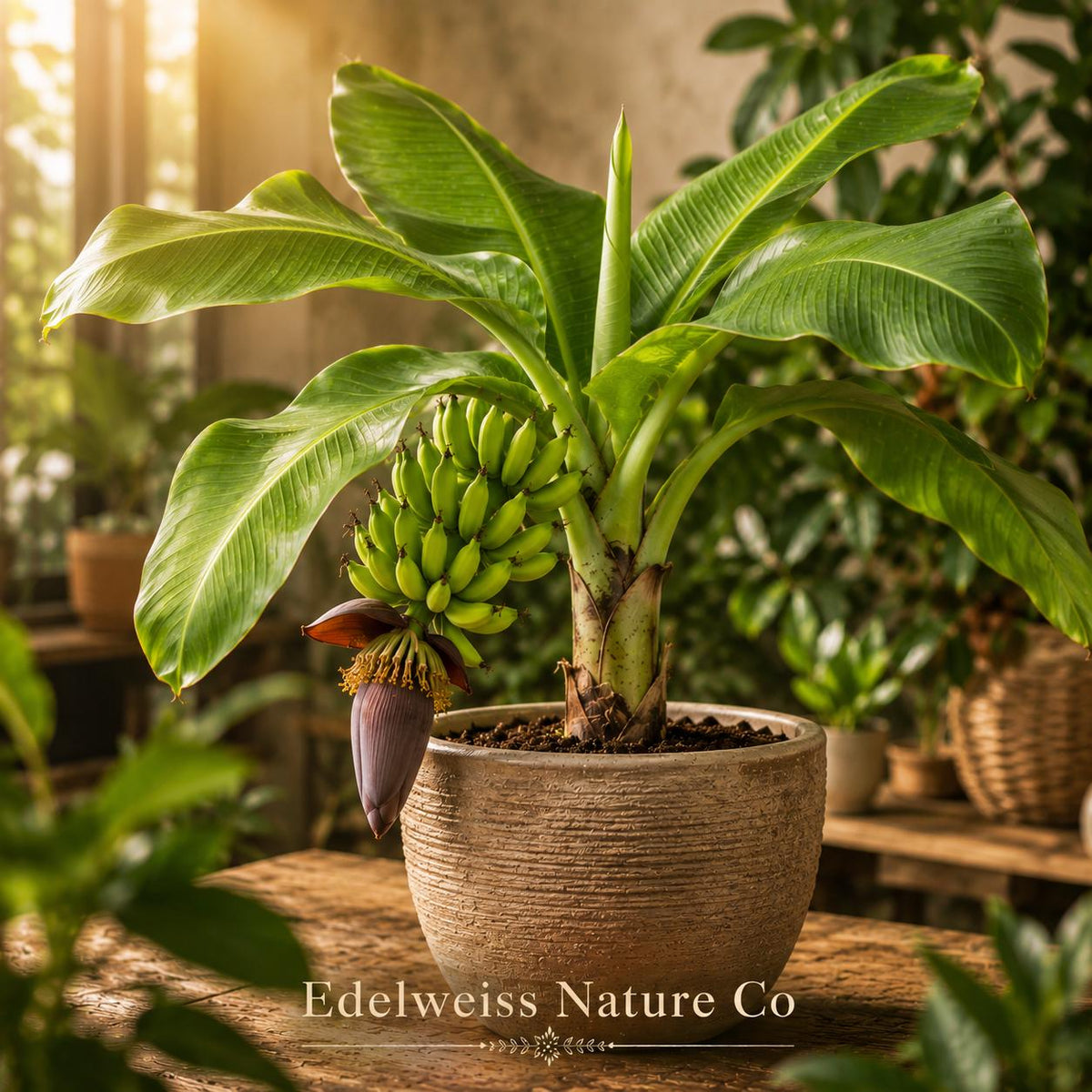 3 Double Mahoi Dwarf Banana Plants - Live Tropical Fruit Garden Starters