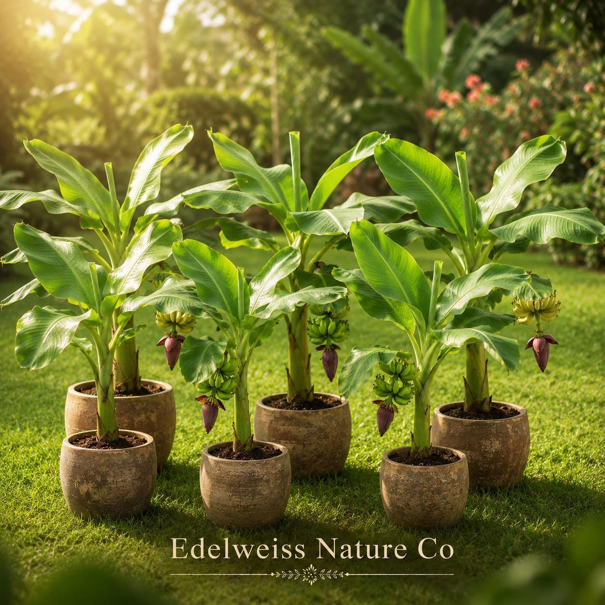 Dwarf Cavendish Banana Tree Starter Plant | Live Edible Tropical Fruit Musa