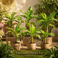 5 Dwarf Cavendish Banana Trees | Live Tropical Edible Fruit Starter Plants