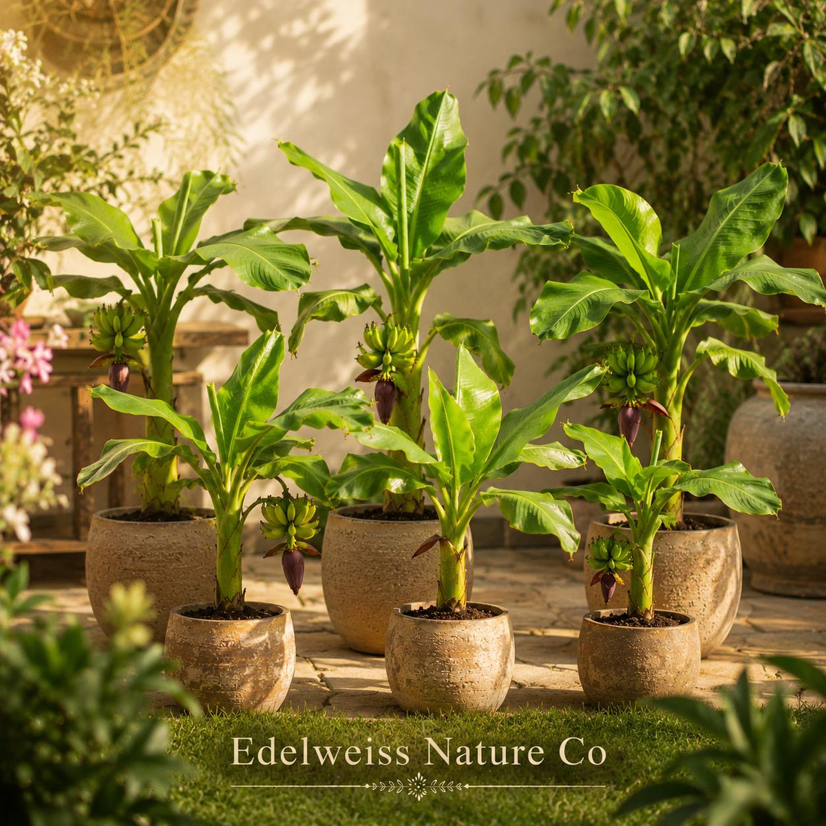 5 Dwarf Cavendish Banana Trees | Live Tropical Edible Fruit Starter Plants