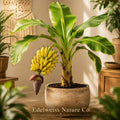 Goldfinger Banana Tree FHIA-01 Starter Plant | Musa acuminata x balbisiana Live Tropical Fruit Plant