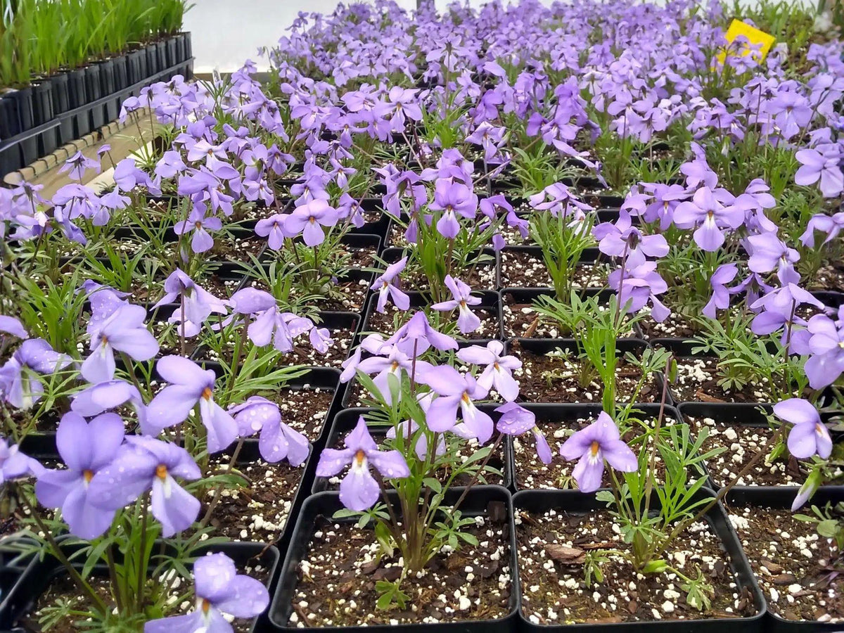 10 Bird's-Foot Violet Bare Roots - Viola pedata Native Perennial for Pollinator & Rock Gardens