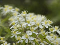50 Seeds Virgin's Bower Clematis virginiana Vine Flowering